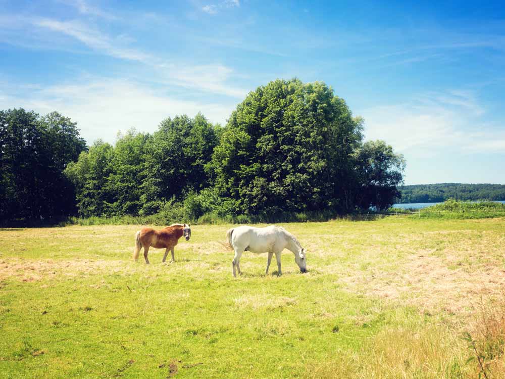 Unser Ferienhof